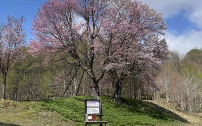 大滝の桜、今見ごろです