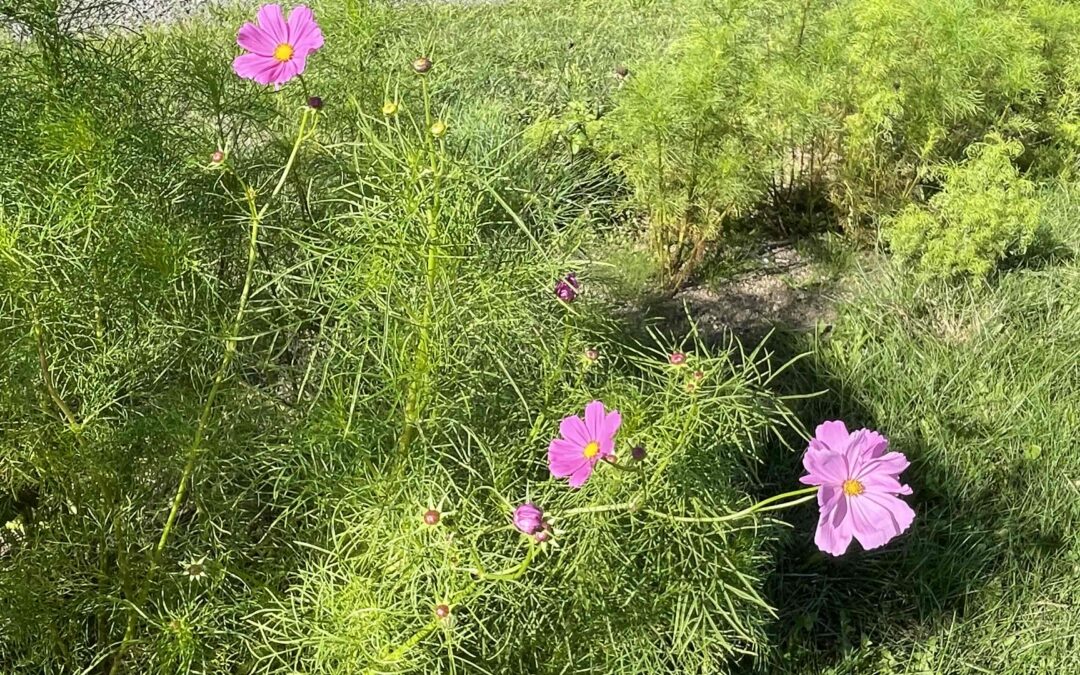 コスモスの花