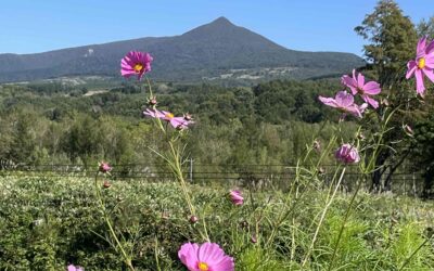 コスモスと徳舜瞥山と・・・