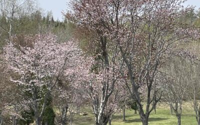桜が満開！