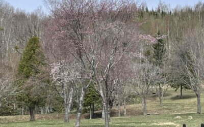 桜が咲き始めました！