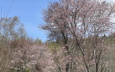 桜が満開